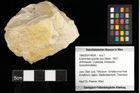 Foto (Objekt + Etiketten) von Eodromites grandis (von Meyer, 1857) 